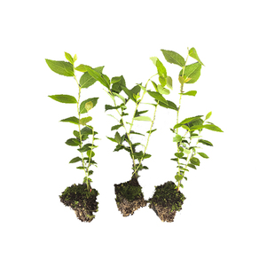 【L25组培蓝莓苔藓苗】F6薄皮纯甜无酸特大果脱毒阳台果树穴盘苗