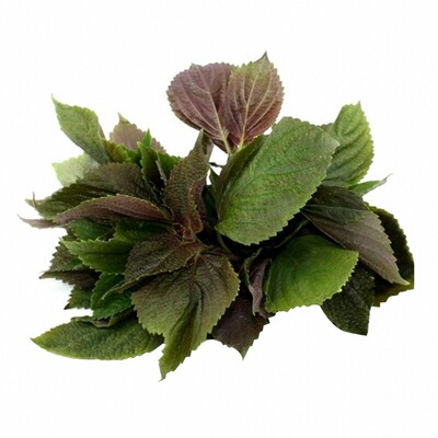 味更浓正宗双色紫苏苗秧传统绿苏种子苏子白苏四季盆栽阳台带土球