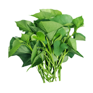 兔子宠物猪乌龟羊驼龙猫青饲料牧草现摘现发红薯藤红薯叶专吃叶子