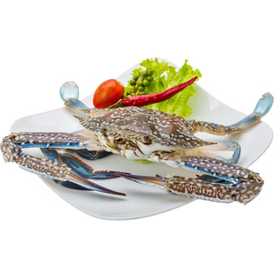 北海出水急冻花蟹包肥满肉花盖蟹梭子蟹新鲜兰花蟹螃蟹保鲜不保活