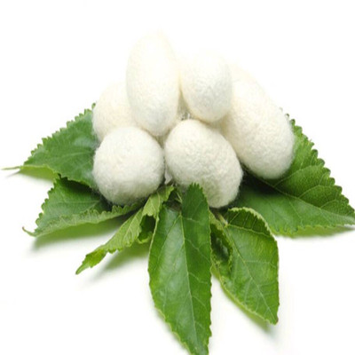 基地现摘食用养蚕饲料新鲜嫩叶