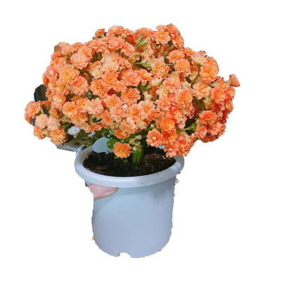 长寿花金狐狸大花盆栽嫁接植物花