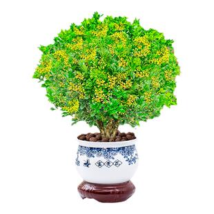 香水米兰盆栽小苗带花苞茉莉花老桩栀子花卉绿植四季浓香室内树苗