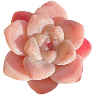 冰玉多肉植物室内阳台小萌物冰淇淋肉肉植物高品质颜色正