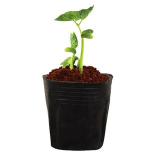 营养杯育苗杯营养钵育苗盆塑料加厚一次性农用营养袋育苗袋花盆大