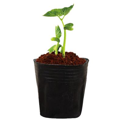 加厚塑料一次性花盆营养杯