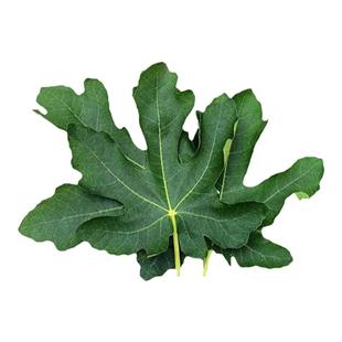 新鲜无花果叶子药用zhi疮熏洗现摘现发树叶保鲜产后坐浴包邮