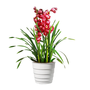 美莳大花蕙兰专用花盆特大号塑料树脂透气防烂根惠兰兰花控根套盆