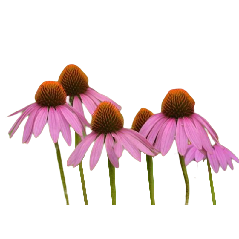 紫色松果菊种子四季种易活开花不断紫锥菊花种子庭院室外花种籽子