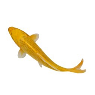 纯种日本金松叶活体锦鲤鱼苗 观赏鱼 冷水鱼 店新开69包邮 鱼饲料