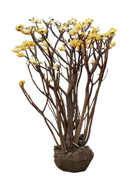 结香花树苗盆栽耐寒庭院盆景花卉