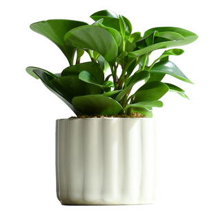 碧玉小盆栽豆瓣绿桌面观叶植物室内好养活多肉绿植办公桌耐阴花卉