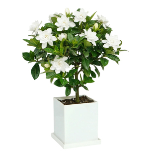 【灵犀物造】大叶栀子花盆栽花卉室内土培四季绿植浓香好养活