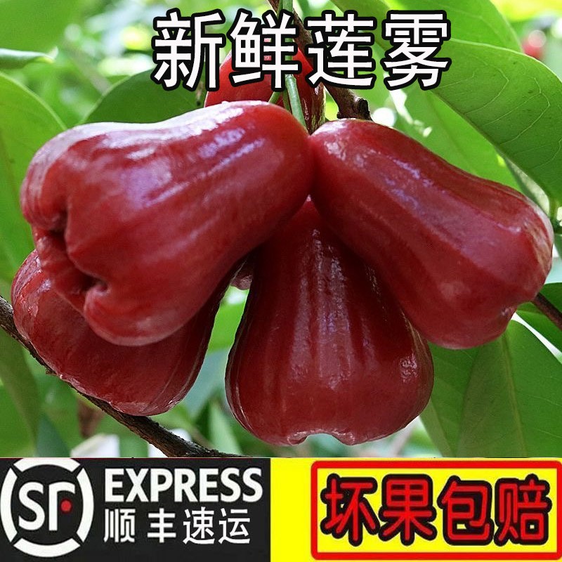 正宗海南黑金刚莲雾果低糖多汁热带新鲜水果多仓发货