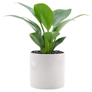 金钻绿植绿公主小盆栽客厅书房室内办公桌网红小植物摆件四季好养