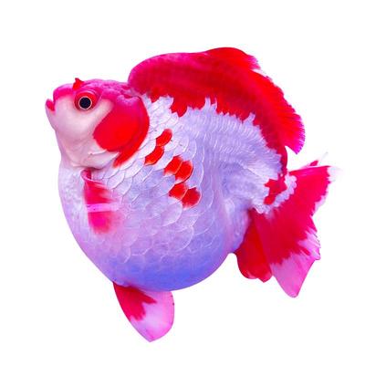 鎏金金鱼冷水鱼淡水鱼好养耐活鱼