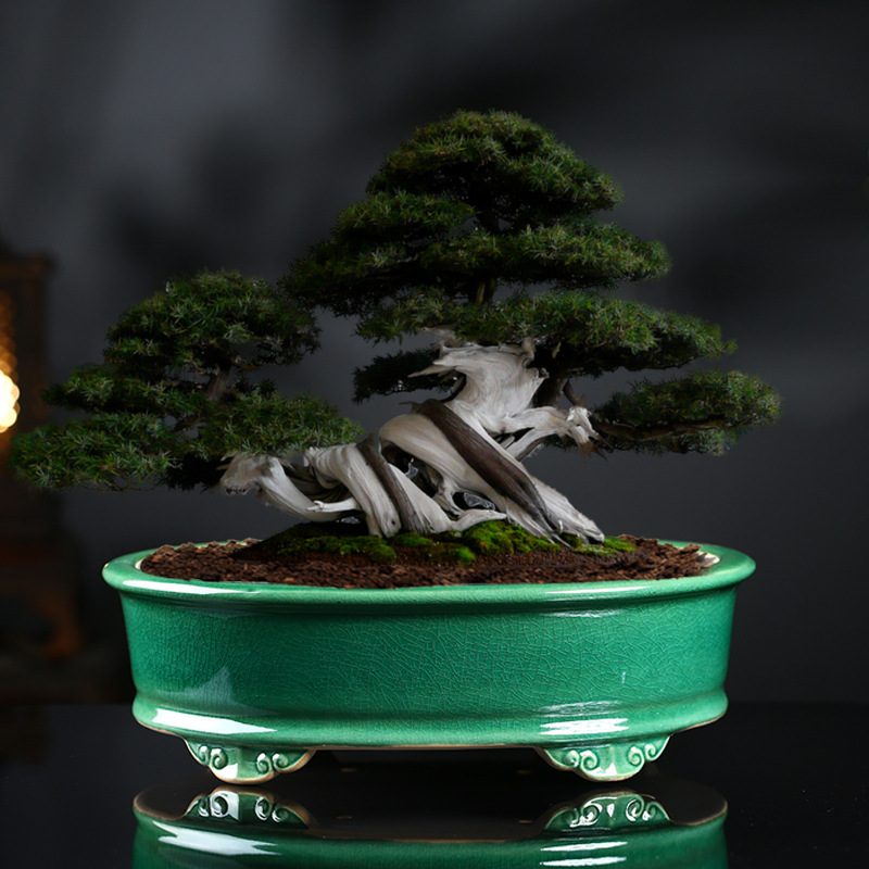 批发陶瓷花盆紫砂粗陶盆微盆景盆椭圆形景观景观大盆栽松柏文竹号