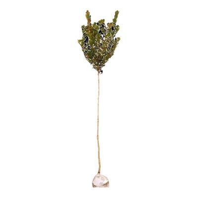 小叶瓜子黄杨四季常青量大优惠