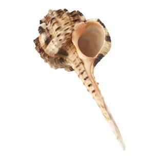 【螺贝艺】天然海螺贝壳烟斗螺鱼缸造景地台摆设摄影道具标本收藏