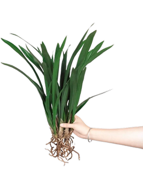 精选墨兰花苗特级名贵兰花浓香