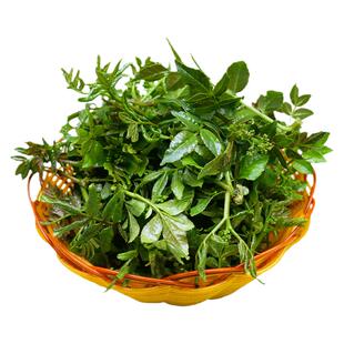 新鲜花椒芽食用花椒叶陕西当季头茬天然无污染花椒芽菜春芽无杂质