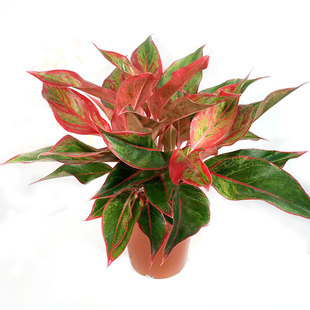 万年红盆栽陶瓷盆室内客厅办公桌面防辐射去甲醛植物四季常青花卉