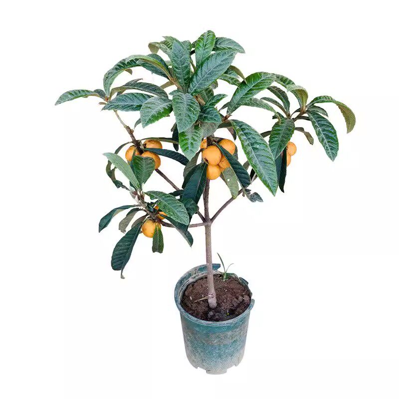 枇杷果苗无核砂糖枇杷苗无核枇杷树苗嫁接盆栽特大庭种植当年结果