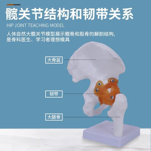 人体髋关节股关节模型人体骨骼模型模型髋骨和、韧带关节股骨头