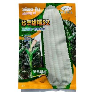 珍早甜糯52玉米种子高产早熟矮杆白甜糯大棒皮薄无渣苞谷大田种籽