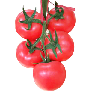 西红柿种子抗线虫粉番茄种籽大果耐裂果节间短硬粉柿子籽耐热矮秧