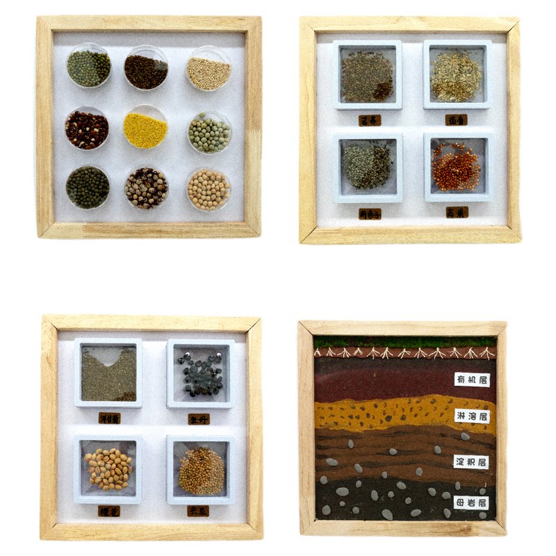幼儿园植物角展示学习科普种子