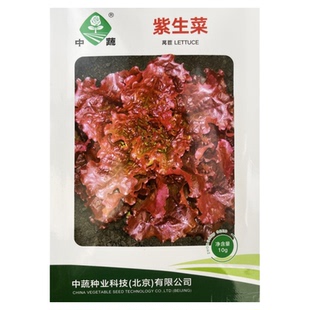 中蔬紫生菜种子紫叶生菜红生菜种籽春季夏秋冬季高产彩色青菜种孑