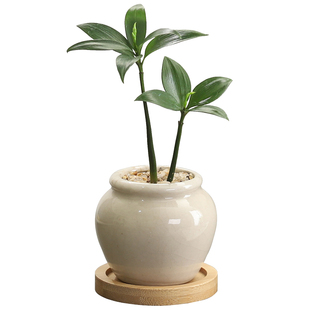 竹柏盆栽客厅茶几好养花卉绿植四季常青办公室内桌面净化空气植物