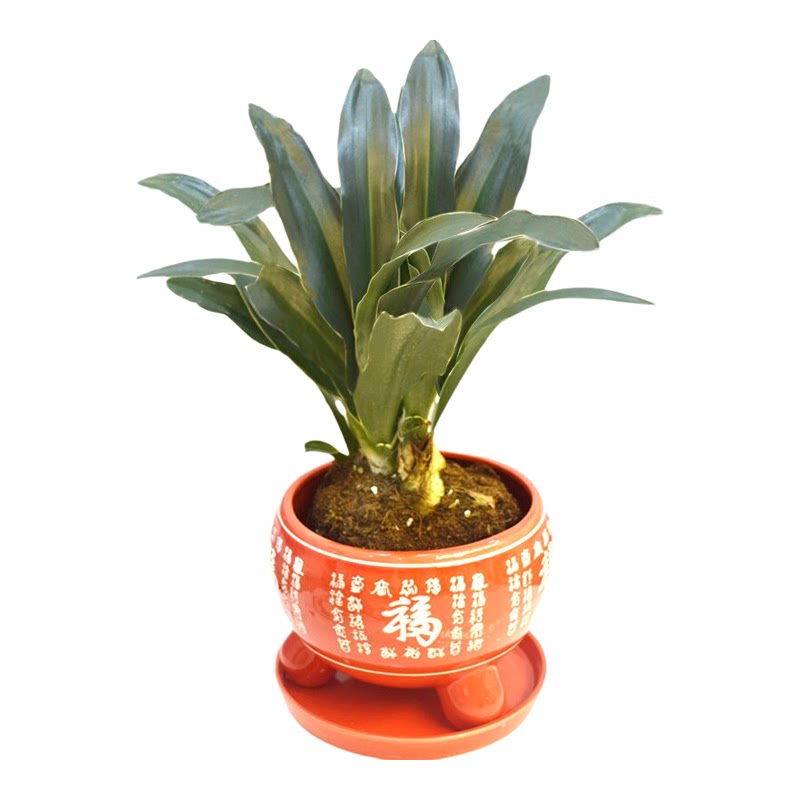 万年青室内外净化空气绿植礼品