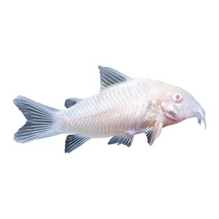 白鼠鱼老鼠鱼清道夫金苔鼠胡子底栖鱼除藻清洁工具鱼热带观赏鱼