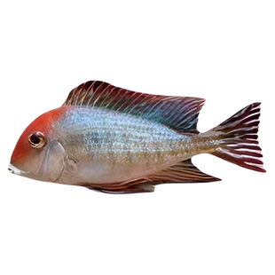 南美食土鲷关刀鱼朱巴丽关刀斯维尼中大型热带观赏鱼