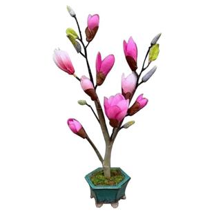 玉兰花树苗矮化盆栽大树苗庭院耐寒带花苞牡丹广玉兰四季好养植物