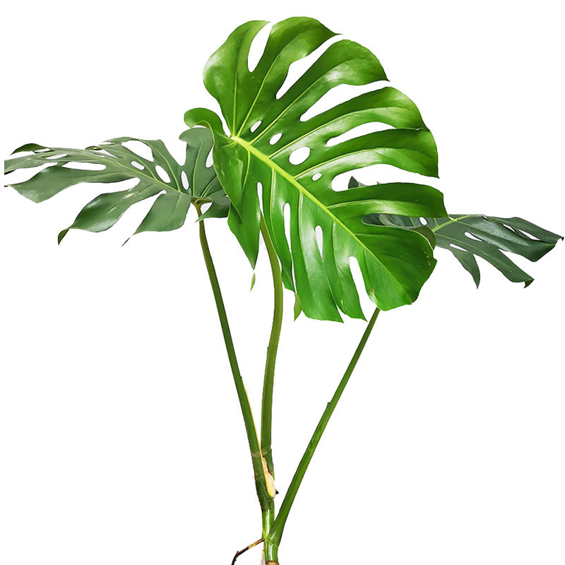 水培植物龟背竹老桩带老根发货