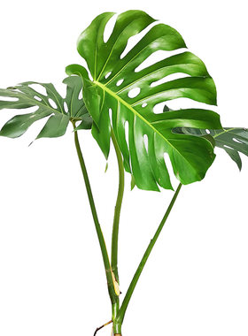 水培植物龟背竹老桩带老根发货