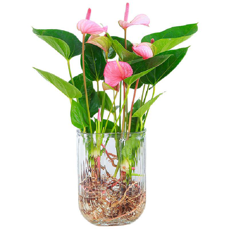 粉掌盆栽水培植物室内好养绿植水养花卉四季常青红掌鲜花一帆风顺