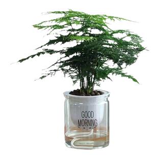 文竹盆栽 绿植花卉大文竹盆景植物室内客厅水培 文松水培云竹大苗