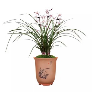 蕙兰红香妃兰花红草室内室外客厅庭院绿植花卉美观优雅好养活