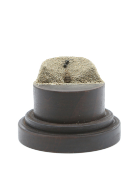 蚂蚁微景观生态玻璃罩标本蚁狮