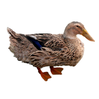 微山湖麻鸭3年放养农家