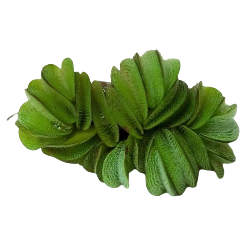 槐叶萍鱼缸用品水草植物增氧真草
