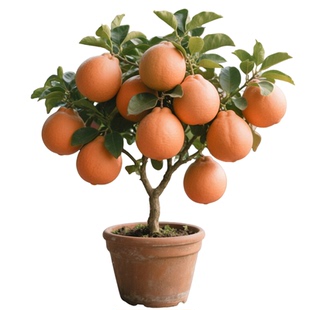 江西马家柚树苗柚子树红心柚苗嫁接果苗果树广丰盆栽地栽当年结果