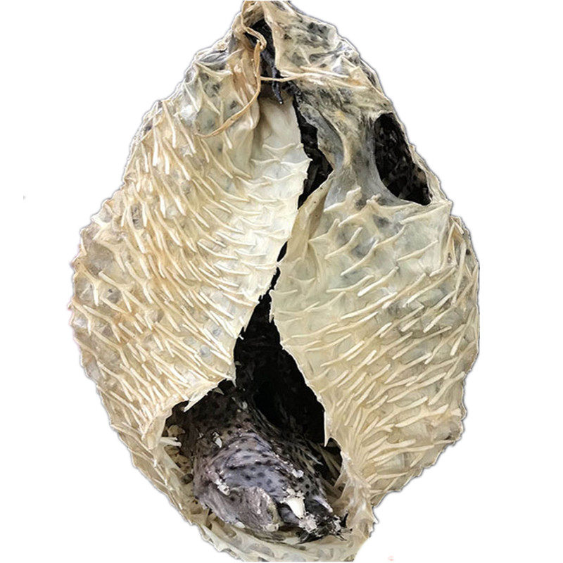 深海天然大号海刺猬高赞刺龟鱼皮海胆皮刺豚海产干货滋补煲汤养胃