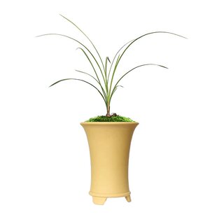 春剑老种兰花苗 红霞素都江柳枫中华红素 雅女雨露学林荷新津胭脂