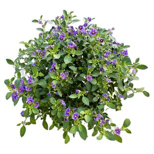 进口蓝茄花盆栽庭院阳台花园多年生木本植物四季开花耐寒耐热花卉