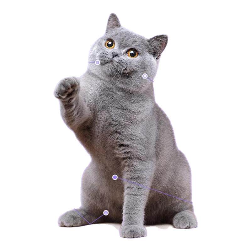 宠儿香化毛膏猫咪专用幼猫化毛球片吐毛去毛宠物调理肠胃猫营养膏